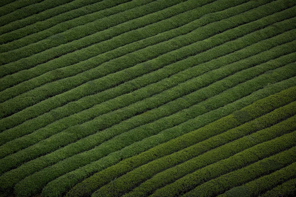 tea sea